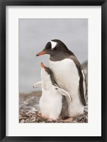 Antarctica, Aitcho Island. Gentoo penguin chick Fine Art Print