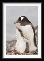 Antarctica, Aitcho Island. Gentoo penguin chick Fine Art Print