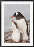 Antarctica, Aitcho Island. Gentoo penguin chick Fine Art Print