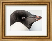 Antarctica, Petermann Island, Adelie Penguin portrait. Fine Art Print