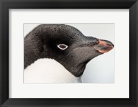 Antarctica, Petermann Island, Adelie Penguin portrait. Fine Art Print