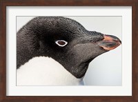 Antarctica, Petermann Island, Adelie Penguin portrait. Fine Art Print