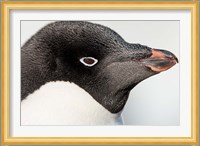 Antarctica, Petermann Island, Adelie Penguin portrait. Fine Art Print