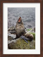 Antarctica, South Georgia, Elsehul Bay, Fur seal Fine Art Print