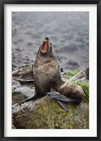 Antarctica, South Georgia, Elsehul Bay, Fur seal Fine Art Print