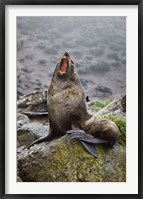 Antarctica, South Georgia, Elsehul Bay, Fur seal Fine Art Print