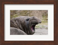 Antarctica, St. Andrews Bay, Southern Elephant Seal Fine Art Print