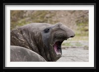 Antarctica, St. Andrews Bay, Southern Elephant Seal Fine Art Print