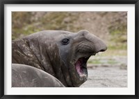 Antarctica, St. Andrews Bay, Southern Elephant Seal Fine Art Print