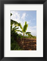 Banana Agriculture, Rift Valley, Ethiopia Fine Art Print