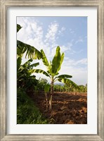 Banana Agriculture, Rift Valley, Ethiopia Fine Art Print