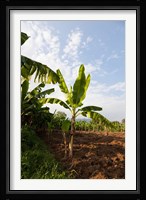 Banana Agriculture, Rift Valley, Ethiopia Fine Art Print
