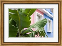 Banana plant, Mahebourg, Mauritius Fine Art Print