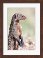 Banded Mongoose, Maasai Mara, Kenya Fine Art Print
