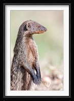 Banded Mongoose, Maasai Mara, Kenya Fine Art Print