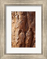 Bark on trunk of Quiver Tree, near Fish River Canyon, Namibia Fine Art Print
