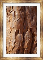 Bark on trunk of Quiver Tree, near Fish River Canyon, Namibia Fine Art Print