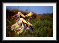 Botswana, Okavango Delta. Pink-backed Pelican birds Fine Art Print