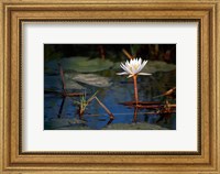 Botswana, Okavango Delta. Water Lily of the Okavango Fine Art Print