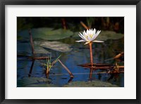 Botswana, Okavango Delta. Water Lily of the Okavango Fine Art Print