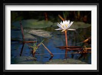 Botswana, Okavango Delta. Water Lily of the Okavango Fine Art Print