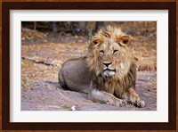 Botswana, Savute, Chobe National Park, Lion Fine Art Print