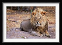 Botswana, Savute, Chobe National Park, Lion Fine Art Print