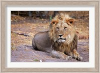 Botswana, Savute, Chobe National Park, Lion Fine Art Print