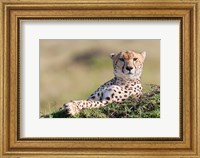 Cheetah, Kenya Fine Art Print