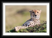 Cheetah, Kenya Fine Art Print