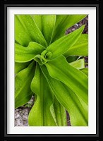 Close-up shot of dewdrops plant, Ibo Island, Morocco Fine Art Print