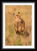 Defassa Waterbuck wildlife, Uganda Fine Art Print