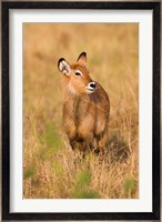 Defassa Waterbuck wildlife, Uganda Fine Art Print