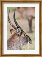 Defassa Waterbuck, Maasai Mara, Kenya Fine Art Print
