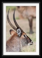 Defassa Waterbuck, Maasai Mara, Kenya Fine Art Print