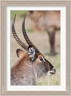 Defassa Waterbuck, Maasai Mara, Kenya Fine Art Print