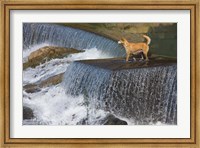 Dog on the waterfall, Pingnan, Fujian, China Fine Art Print