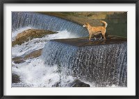 Dog on the waterfall, Pingnan, Fujian, China Fine Art Print