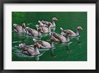 Ducks on the lake, Zhejiang Province, China Fine Art Print