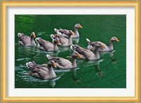 Ducks on the lake, Zhejiang Province, China Fine Art Print
