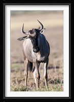 Eastern white-bearded wildebeest, Amboseli National Park, Kenya Fine Art Print