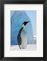 Emperor Penguin on ice, Snow Hill Island, Antarctica Fine Art Print