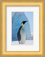 Emperor Penguin on ice, Snow Hill Island, Antarctica Fine Art Print