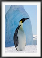 Emperor Penguin on ice, Snow Hill Island, Antarctica Framed Print