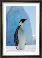 Emperor Penguin on ice, Snow Hill Island, Antarctica Fine Art Print