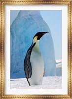 Emperor Penguin on ice, Snow Hill Island, Antarctica Fine Art Print