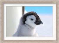 Chick Emperor Penguin, Antarctica Fine Art Print