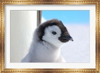 Chick Emperor Penguin, Antarctica Fine Art Print