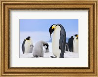Emperor Penguins, Antarctica Fine Art Print