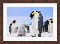 Emperor Penguins, Antarctica Fine Art Print